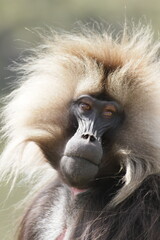 portrait of gelada baboon