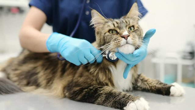 Caring veterinarian checks the lungs of a Maine Coon cat using a stethoscope during an examination at a veterinary clinic. Pet health. Pet examination, tests and vaccination in the veterinary office.