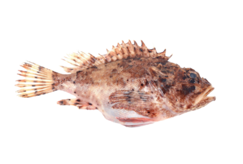 Fish ruff isolated on white background