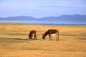 donkey near Song kol lake, Kyrgyzstan, Central Asia