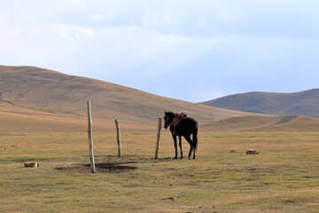 Horses, Song Kol Lake, Naryn province, Kyrgyzstan, Central Asia