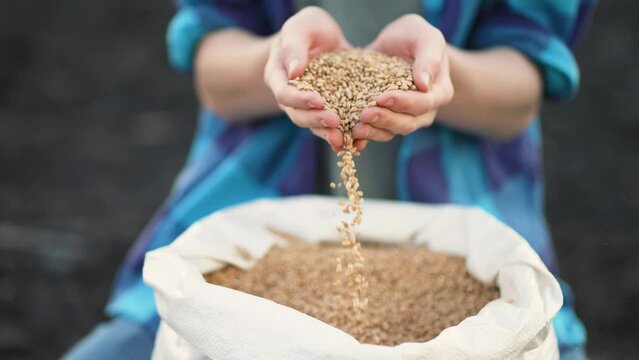Agriculture. Farmer holds wheat grain harvest in his hands. Industry in countryside. Farmer holds barley cereals in his hands Food and beer production. Farmer hands with wheat seeds at sunset. nature