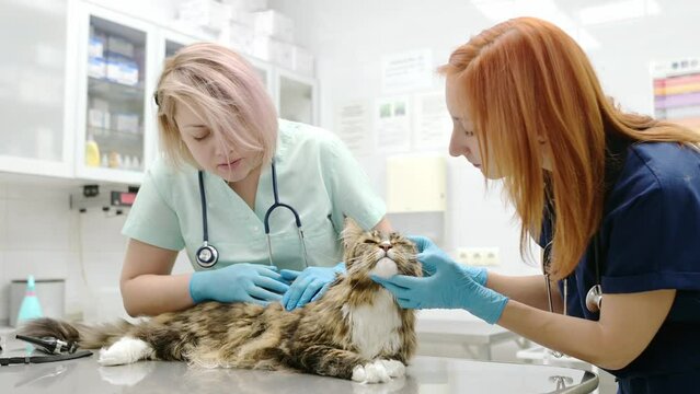 Two professional veterinarians examining a Maine Coon cat at a veterinary clinic. Pet examination and vaccination in the veterinary office. Team of doctors checks a fluffy tomcat for fleas and ticks