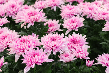 A bouquet of pink chrysanthemums in a garden. The chrysanthemums are of various shapes and sizes, with some being open and others still in bud. They are surrounded by green leaves, and the background 