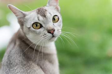 Portrait einer schönen Burma Katze