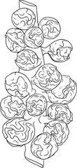 Hand drawn brussels sprouts in engraving style on white background. Vector vegetables illustration. Coloring pages with brussels cabbage 