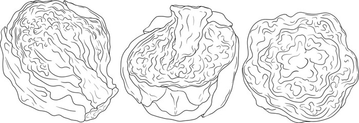 Hand drawn brussels sprouts in engraving style on white background. Vector vegetables illustration. Coloring pages with brussels cabbage 