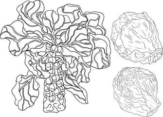 Hand drawn brussels sprouts in engraving style on white background. Vector vegetables illustration. Coloring pages with brussels cabbage 