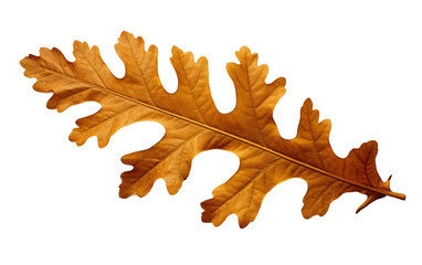 Oak Leaves Types and Shapes Transparent PNG - obrazy, fototapety, plakaty