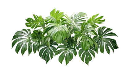 Obraz premium monstera plant isolated on transparent background cutout