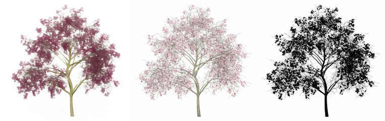 Set or collection of Magnolia Flowers trees, painted, natural and as a black silhouette on white background. Concept or conceptual 3d illustration for nature, ecology and conservation, strength