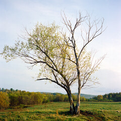 Lonely green tree in the field