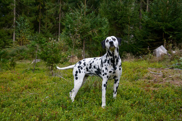 with a lovely Dalmatian on a walk in the forest