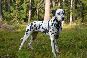 with a lovely Dalmatian on a walk in the forest