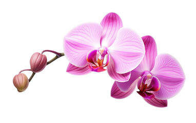 Orchid Flower Care Guide Transparent PNG