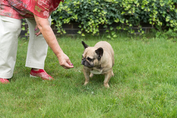 Frau mit Französischer Bulldogge im Garten