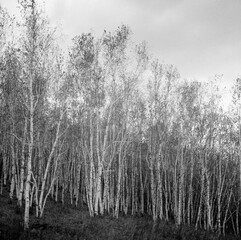 Black and white autumn birch forest