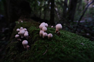 Stump puffball, little mushrooms in stump in green moss and fall leaves in autumn woods. Lycoperdon pyriforme