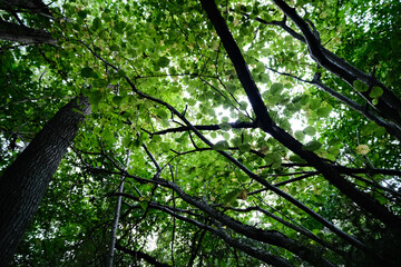 walking in deciduous forest looking to tree branches that cover all forest ground