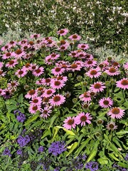 Obraz premium Pink Flowers