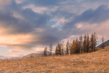 Landschaft mit Gras im Osten von Island