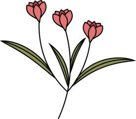 Tulip flower illustration