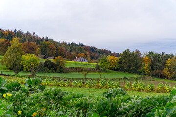 Fototapeta na wymiar Rural scenic autumn landscape with vegetable field and woodland in the background at Swiss City of Zürich on a cloudy autumn noon. Photo taken October 30th, 2023, Zurich, Switzerland.