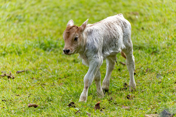 Obraz premium Close-up of cute female calf a view days old on meadow on a cloudy autumn day at Swiss City of Zürich. Photo taken October 30th, 2023, Zurich, Switzerland.