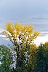 Fototapeta premium Rural scenic autumn landscape with autumn trees at Swiss City of Zürich on a cloudy autumn noon. Photo taken October 30th, 2023, Zurich, Switzerland.