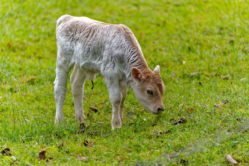 Close-up of cute female calf a view days old on meadow on a cloudy autumn day at Swiss City of Zürich. Photo taken October 30th, 2023, Zurich, Switzerland.