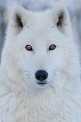 close-up of the eyes and nose of an arctic wolf