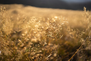 goldenes Gras wiegt im Wind im Herbst mit Bergen und Sonne im Hintergrund