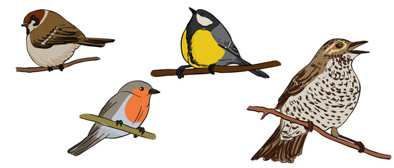 vector drawing birds, great tit, sparrow, robin and thrush, hand drawn songbirds, isolated nature design elements © cat_arch_angel