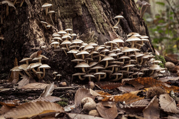 Group of sulphur tuft mushrooms growing against a tree trunk in the forest during autumn
