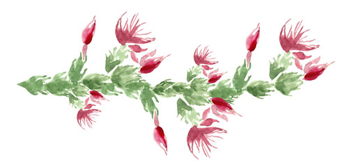 Branch of Schlumbergera, a Brazilian cactus. Horizontal image of a green cactus branch with pink flowers, buds and opened. Hand-drawn watercolor image on a white background