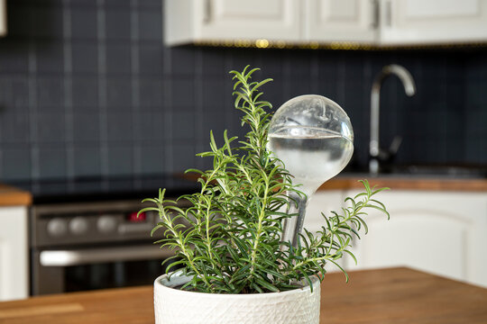 Round transparent self watering device globe inside potted rosemary herb plant soil in home kitchen interior indoors, keeps plants hydrated during vacation period.