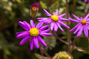 Close up of vibrant purple daisies wild flowers growing in spring time in the sunlight