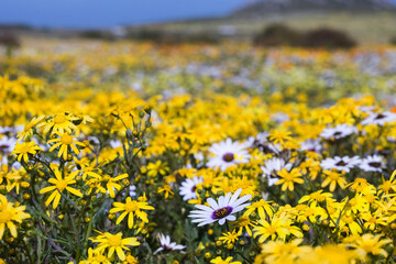 Close up of yellow daisies growing in springtime on the West Coast of South Africa