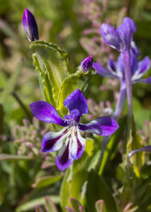 Closeup of a Purple Kabong (Lapeirousia jacquinii) wild flower growing in springitme