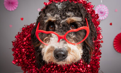 Portrait of a Bernedoodle wearing heart shaped novelty glasses and a heart shaped wreath sitting in front of a decorated party wall