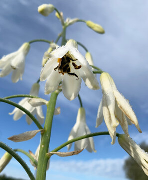 European honey bee (Apis mellifera) pollinating a snowdrop, Lithuania