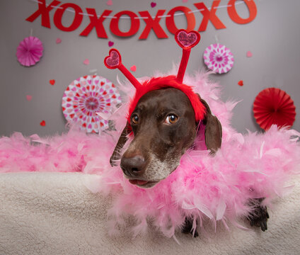German shorthaired Pointer wearing a feather boa and headband  lying in front of a decorated party wall