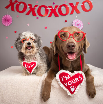 Silver Labrador Retriever and a Maltipoo wearing heart shaped novelty glasses and necklaces with the words luv and I'm yours