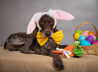 Portrait of a german shorthaired pointer wearing bunny ears and a bow tie lying next to a basket of Easter eggs