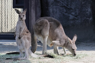 カンガルー
