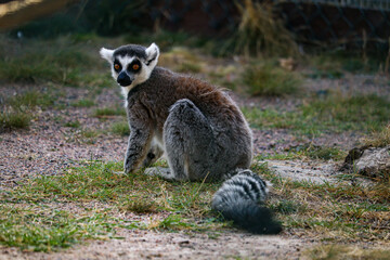 Fototapeta premium just a lemur