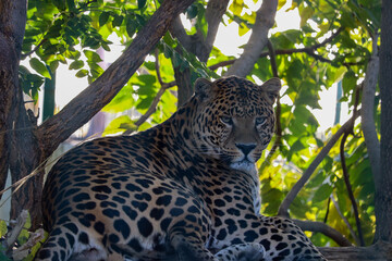leopard resting