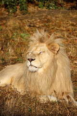 lion rejoices in the sun