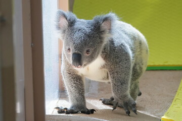 コアラ