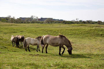 Naklejka na ściany i meble Wild horses on the pasture in The Zuid-Kennemerland National Park, The Netherlands. This park is a conservation area on the west coast of the province of North Holland.